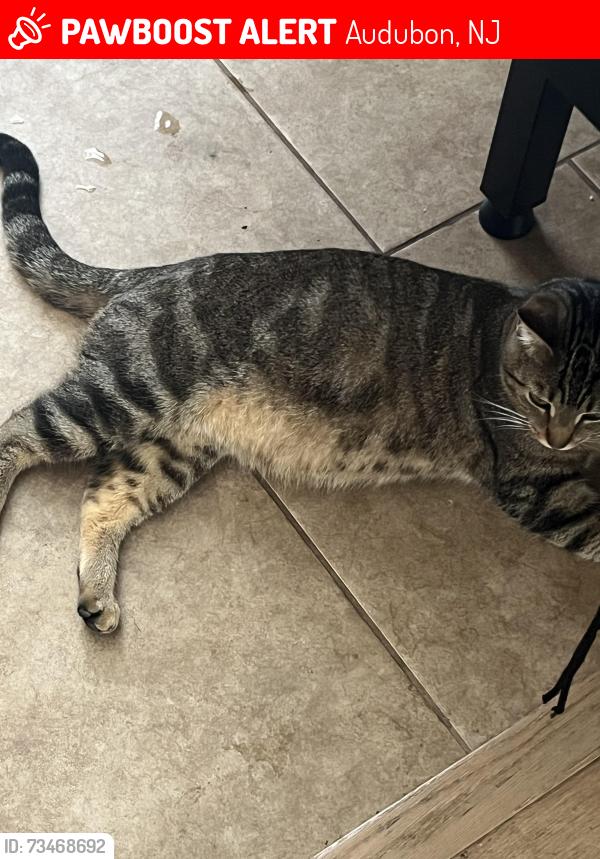 Lost Female Cat last seen Nicholson rd, Audubon, NJ 08106