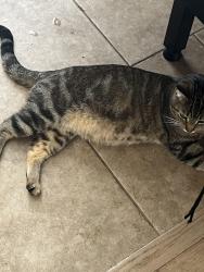 Lost Female Cat last seen Nicholson rd, Audubon, NJ 08106