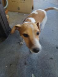 Found/Stray Female Dog last seen Glenhurst Pl & Greenleaf Dr, West Covina, CA 91792