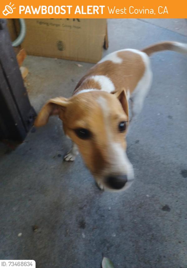 Found/Stray Female Dog last seen Glenhurst Pl & Greenleaf Dr, West Covina, CA 91792