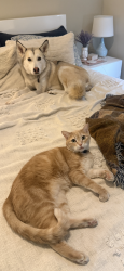 Lost Male Cat last seen by the corner grill, grandmas burritos, and sticky chikky, Randall County, TX 79119