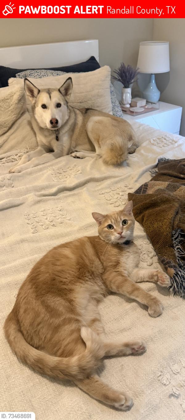 Lost Male Cat last seen by the corner grill, grandmas burritos, and sticky chikky, Randall County, TX 79119