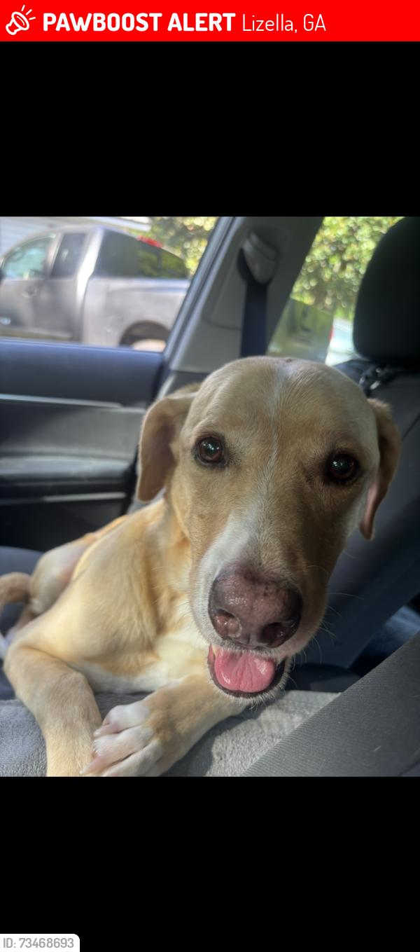 Lost Male Dog last seen Near Midway road, Lizella, GA 31052