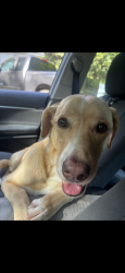 Lost Male Dog last seen Near Midway road, Lizella, GA 31052