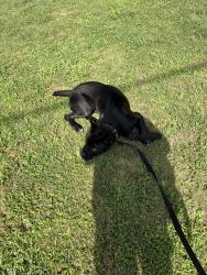 Lost Female Dog last seen Libiie and grave, Richmond, VA 23226