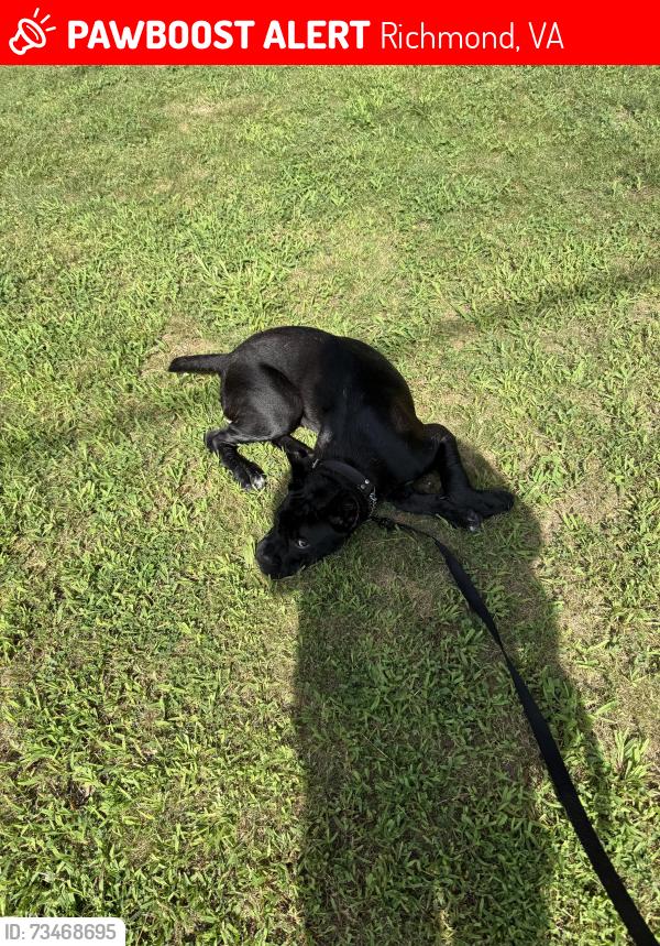Lost Female Dog last seen Libiie and grave, Richmond, VA 23226