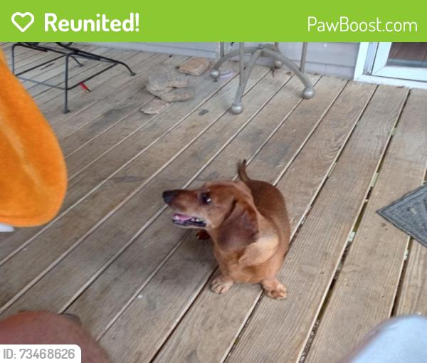 Reunited Male Dog last seen Near Circle Dr, Clarksville, TN 37043, USA, Clarksville, TN 37043
