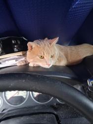 Lost Male Cat last seen On a farm, Glenmoore, PA 19343