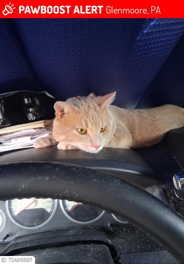 Lost Male Cat last seen On a farm, Glenmoore, PA 19343