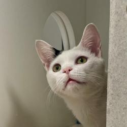 Shelter Stray Male Cat last seen , Animal Care & Control Team of Philly, 111 W Hunting Park Ave, Philadelphia, PA 19140, USA