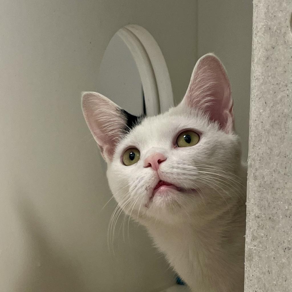 Shelter Stray Male Cat last seen , Animal Care & Control Team of Philly, 111 W Hunting Park Ave, Philadelphia, PA 19140, USA