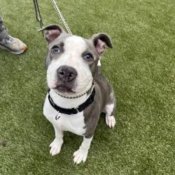 Shelter Stray Female Dog last seen , Animal Care & Control Team of Philly, 111 W Hunting Park Ave, Philadelphia, PA 19140, USA