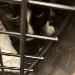Shelter Stray Male Cat last seen , Animal Care & Control Team of Philly, 111 W Hunting Park Ave, Philadelphia, PA 19140, USA