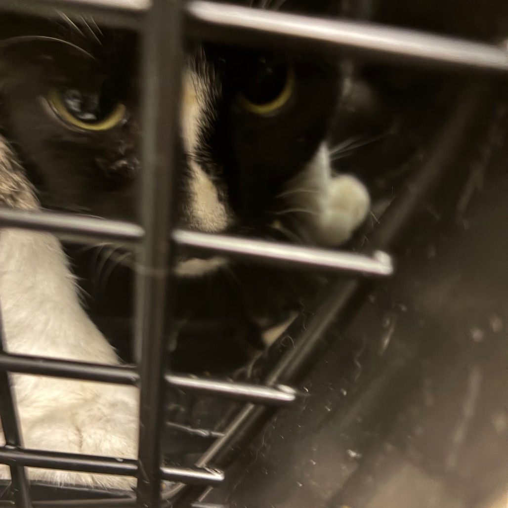 Shelter Stray Male Cat last seen , Animal Care & Control Team of Philly, 111 W Hunting Park Ave, Philadelphia, PA 19140, USA