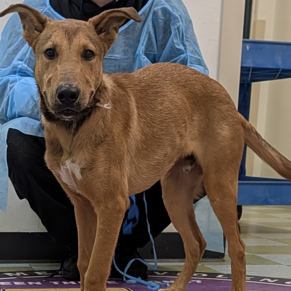 Shelter Stray Male Dog last seen , Animal Care & Control Team of Philly, 111 W Hunting Park Ave, Philadelphia, PA 19140, USA