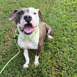 Shelter Stray Female Dog last seen , 328 Furman Hall Rd, Greenville, SC 29609, USA