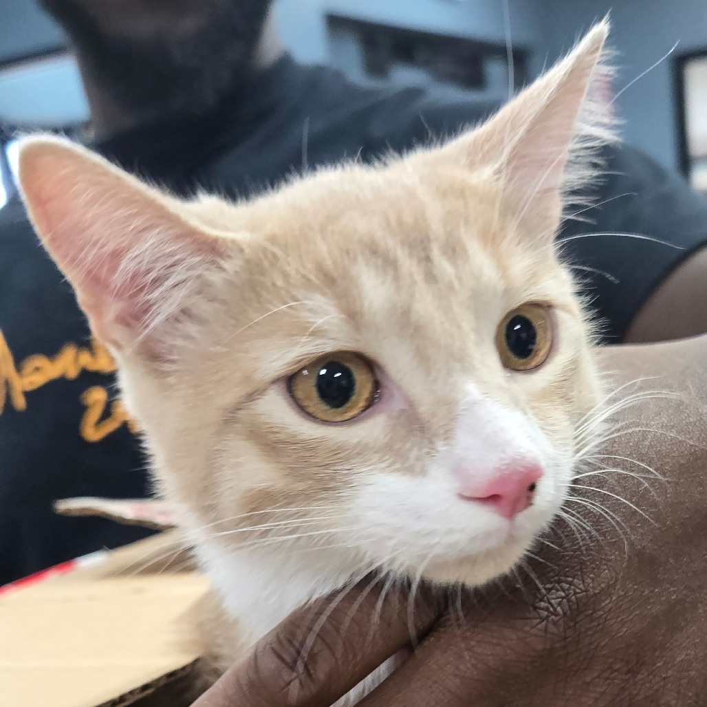 Shelter Stray Male Cat last seen , 124 Evergreen Ave, Newark, NJ 07114, USA
