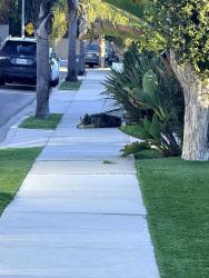 Found/Stray Unknown Dog last seen Prospect and Keats cul de sac, Manhattan Beach, CA 90266