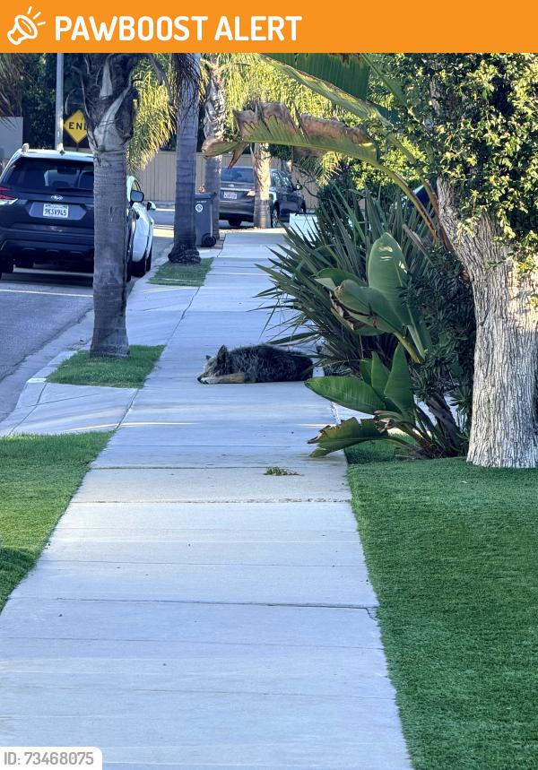 Found/Stray Unknown Dog last seen Prospect and Keats cul de sac, Manhattan Beach, CA 90266