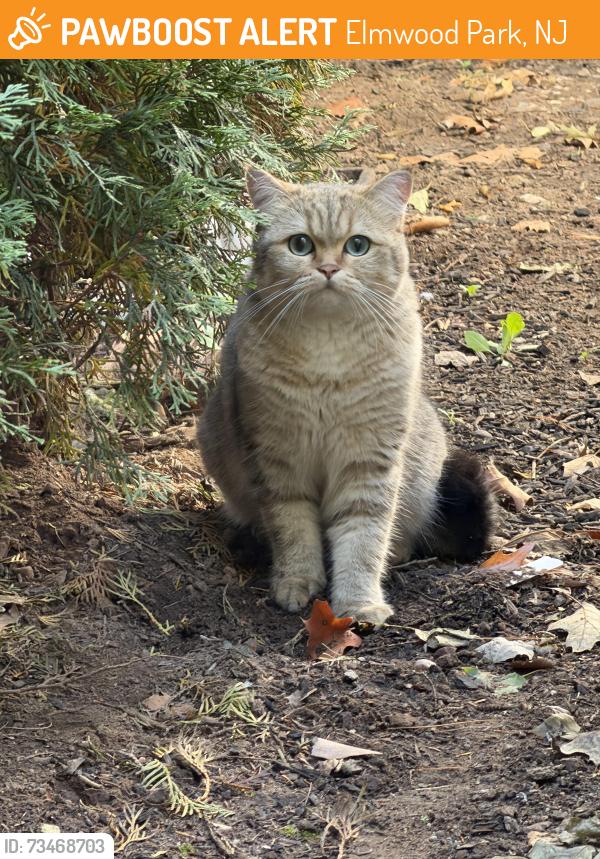 Found/Stray Unknown Cat last seen Nola Boulevard and Washington Ave, Elmwood Park, NJ 07407