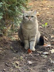 Found/Stray Unknown Cat last seen Nola Boulevard and Washington Ave, Elmwood Park, NJ 07407