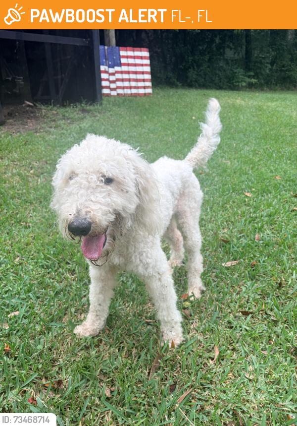 Found/Stray Female Dog last seen Near and 16 by camp blanding, FL-16, FL 32079