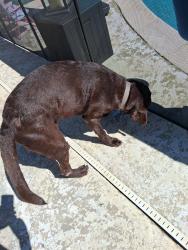 Reunited Male Dog last seen Near Glen Hollow, Fort Worth, TX 76179
