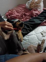 Reunited Male Dog last seen Near S 3 Ave, Phoenix, AZ 85003