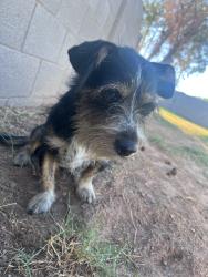 Found/Stray Male Dog last seen 35th and glendale, Phoenix, AZ 85051