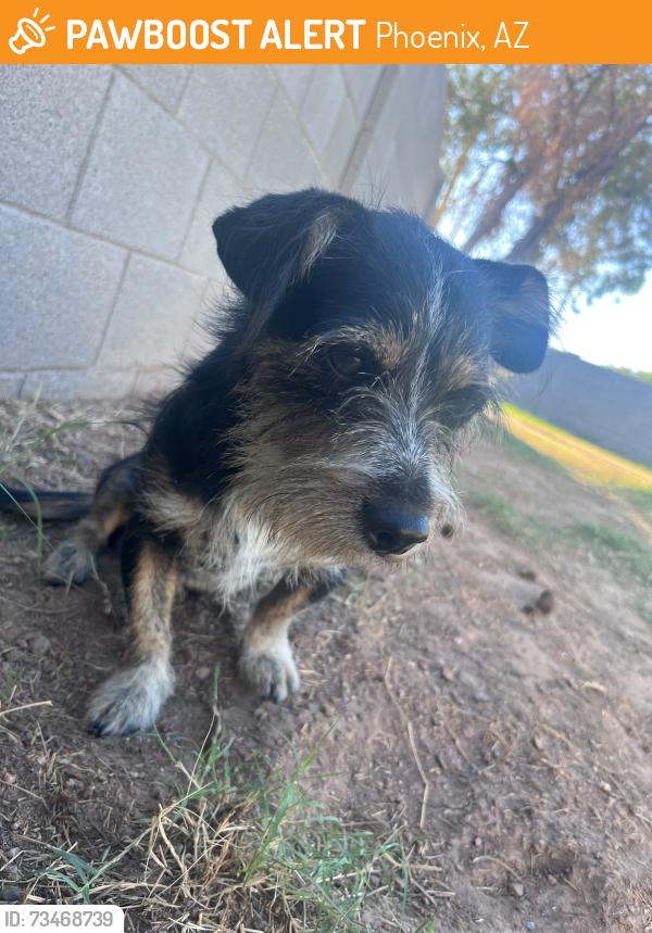 Found/Stray Male Dog last seen 35th and glendale, Phoenix, AZ 85051