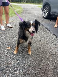 Found/Stray Female Dog last seen Near and camp blanding, Clay County, FL 32091