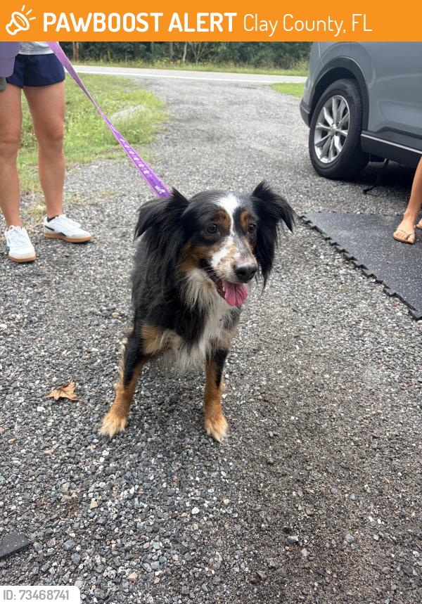 Found/Stray Female Dog last seen Near and camp blanding, Clay County, FL 32091
