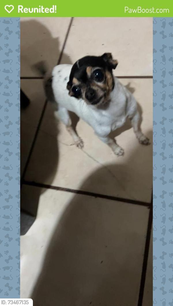 Reunited Female Dog last seen W Garnet Gable Ave Las Vegas NV, Las Vegas, NV 89106