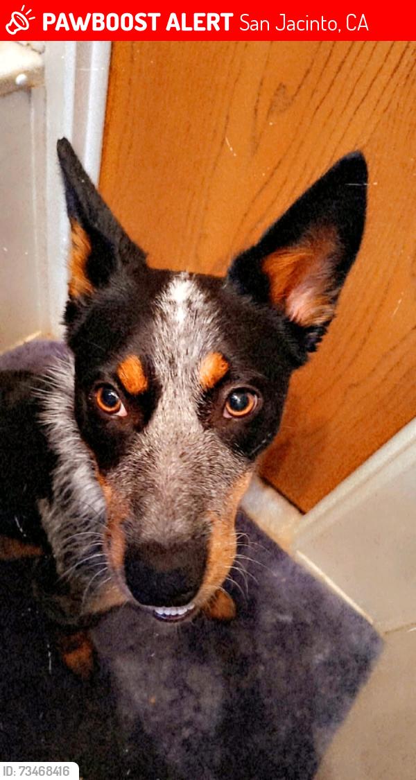 Lost Female Dog last seen State st, San Jacinto, CA 92583