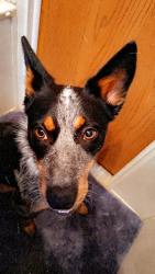 Lost Female Dog last seen State st, San Jacinto, CA 92583