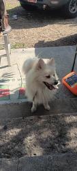 Found/Stray Unknown Dog last seen Near Navajo street, Salt Lake City, UT 84104