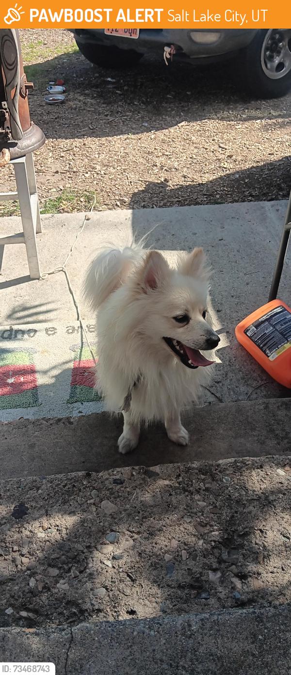 Found/Stray Unknown Dog last seen Near Navajo street, Salt Lake City, UT 84104