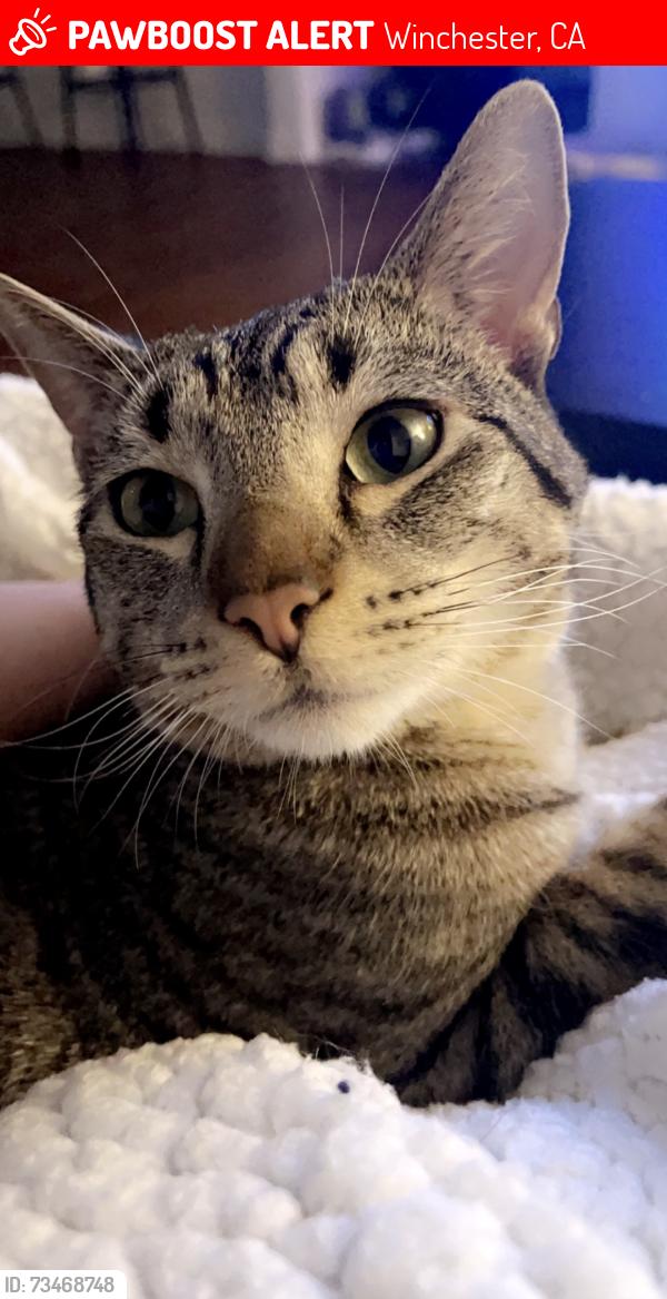 Lost Male Cat last seen Canterwood / Leon, Winchester, CA 92596