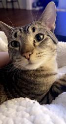 Lost Male Cat last seen Canterwood / Leon, Winchester, CA 92596