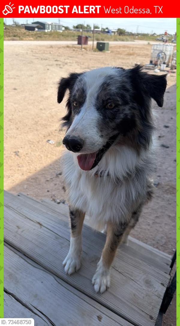 Lost Male Dog last seen Stagecoach and westcliff, West Odessa, TX 79763