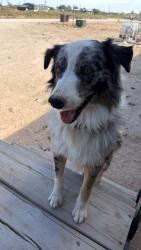 Lost Male Dog last seen Stagecoach and westcliff, West Odessa, TX 79763