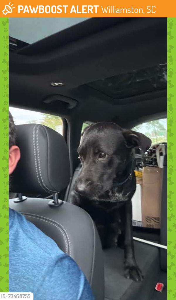 Found/Stray Female Dog last seen Williamson, sc, Williamston, SC 29697