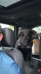 Found/Stray Female Dog last seen Williamson, sc, Williamston, SC 29697