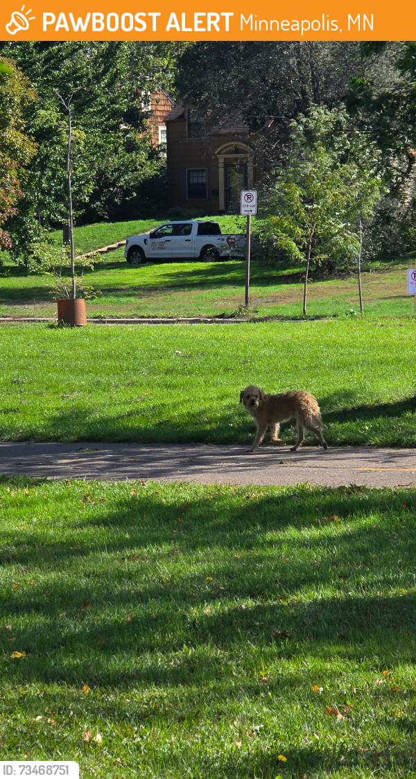 Found/Stray Unknown Dog last seen Lake Nokomis, Minneapolis, MN 55417