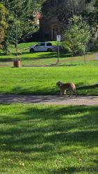 Found/Stray Unknown Dog last seen Lake Nokomis, Minneapolis, MN 55417