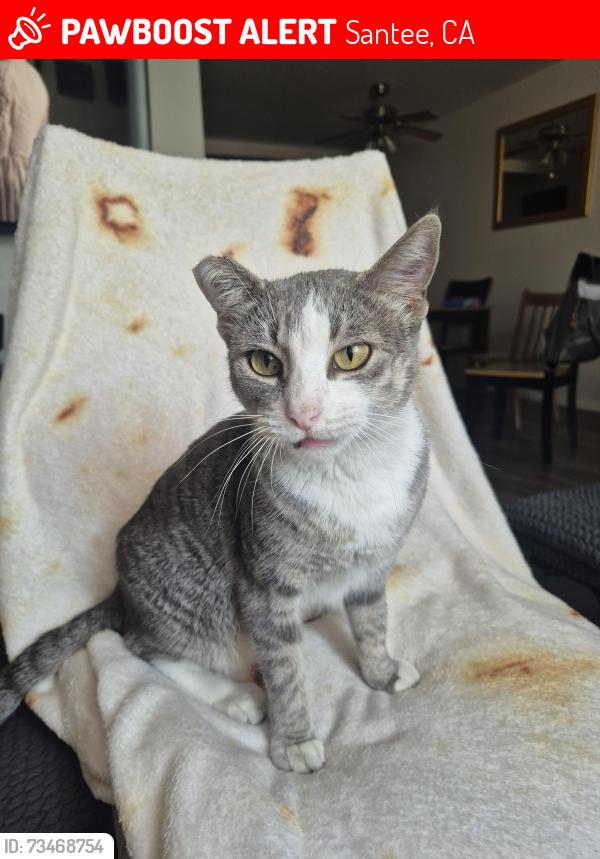 Lost Female Cat last seen Mast and magnolia, Santee, CA 92071
