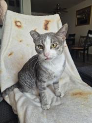 Lost Female Cat last seen Mast and magnolia, Santee, CA 92071