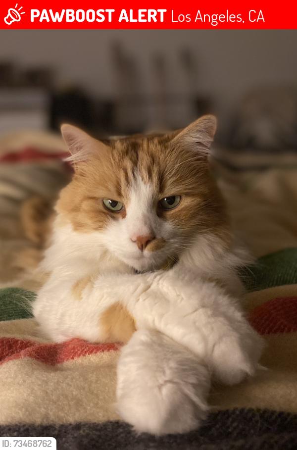 Lost Male Cat last seen Washington, Los Angeles, CA 90066