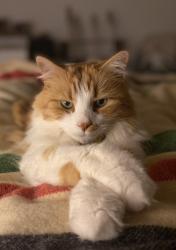 Lost Male Cat last seen Washington, Los Angeles, CA 90066
