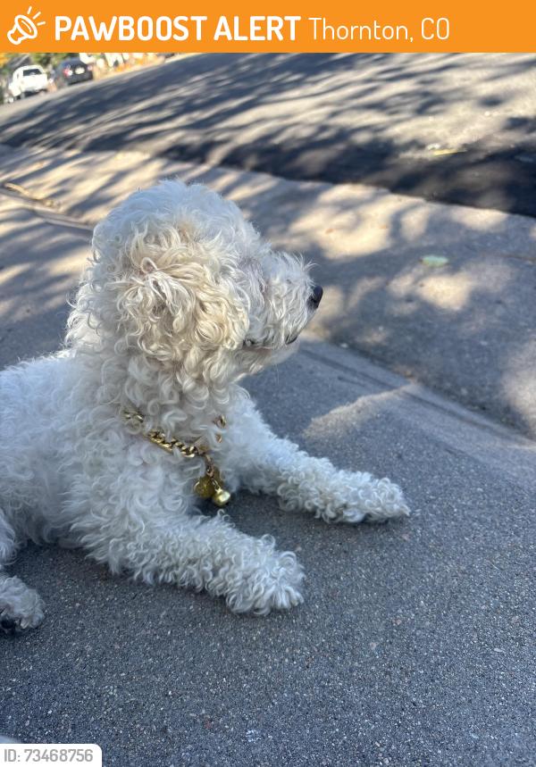Found/Stray Female Dog last seen 115th Ct & Birch Dr., Thornton, CO 80233